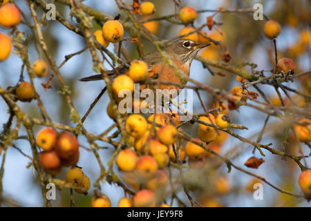 Robin, Ankeny National Wildlife Refuge, Oregon Stockfoto