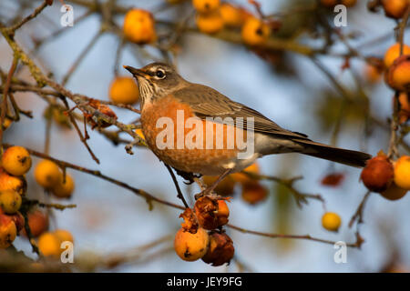 Robin, Ankeny National Wildlife Refuge, Oregon Stockfoto