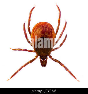 Mikrofoto einer Zecke Ixodes ricinus Stockfoto