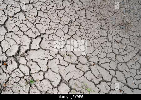 Ausgetrocknete Boden auf einem Feld im Sommer Stockfoto