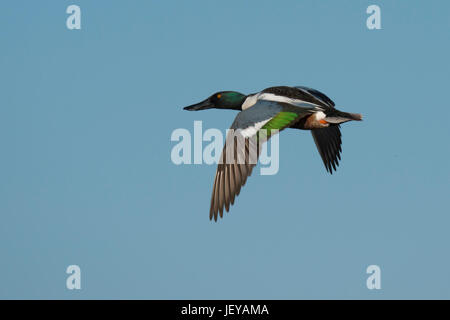 Nördlichen Löffelenten-Männchen im Flug Stockfoto