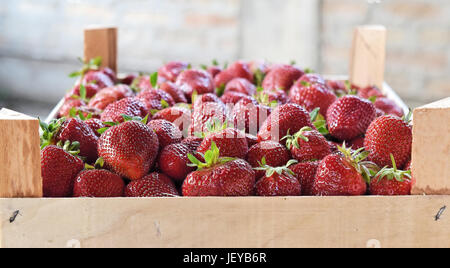 Reife Erdbeeren in Holzkiste Stockfoto