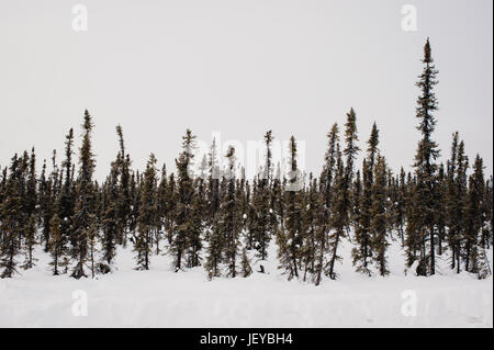 Unzählige Bäume mitten in Alaska im Winter. Stockfoto