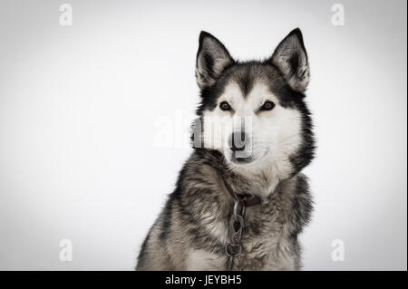 Alaskan Husky entspannend in seinem Haus in Wiseman, AK. Foto von Aurelia Dumont Photography Stockfoto