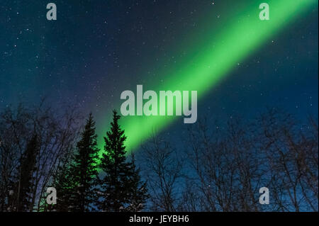 Die nordlichter fotografiert nachts mit Bäumen im Vordergrund im Wiseman Village, Alaska. Stockfoto