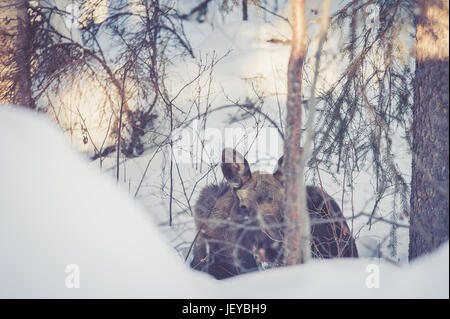 Junge weibliche Elche in ihrem natürlichen Lebensraum in der Nähe von Fairbanks, AK. Stockfoto