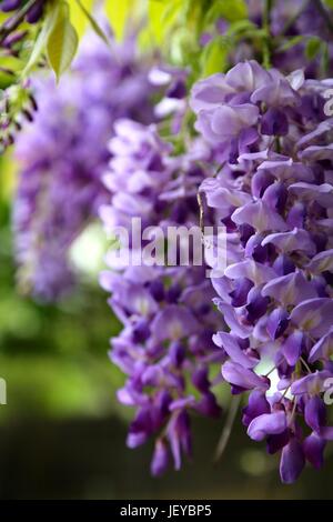 3 Wisteria-Blumen Stockfoto