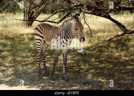 Baby Zebra Stockfoto