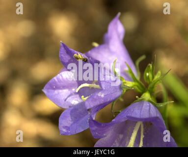 Sehr kleine Sweat Bee sammeln Pollen auf einer Blue Bell-Blume Stockfoto