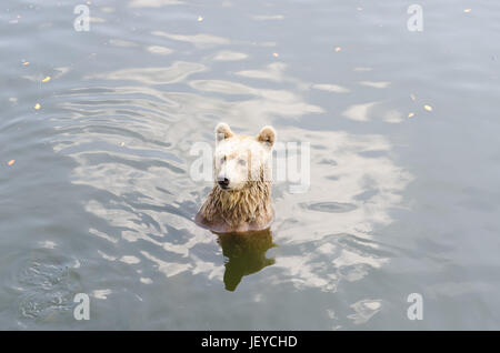 Ein Braunbär im Wald. Großer Braunbär. Bär sitzt auf einem Fluss. Ursus Arctos. Stockfoto