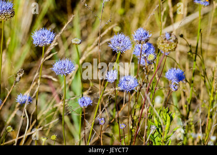 Blaue Jasione Montana auch bekannt als Schafwolle Bit Witwenblume, blaue Mützen, blauen Tasten, Blaues Gänseblümchen, Eisen Blume, Schafmilch Witwenblume und Schafskäse Stockfoto