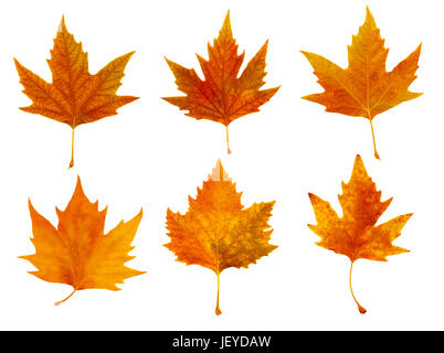 Gruppe von bunten Herbstlaub, isoliert auf weiss Stockfoto