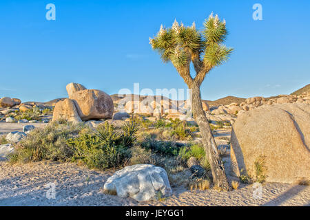 Eindruck der Joshua Tree Nationalpark in Kalifornien Stockfoto