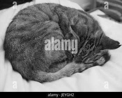 Katze zusammengerollt schlafen schwarz und weiß. Stockfoto