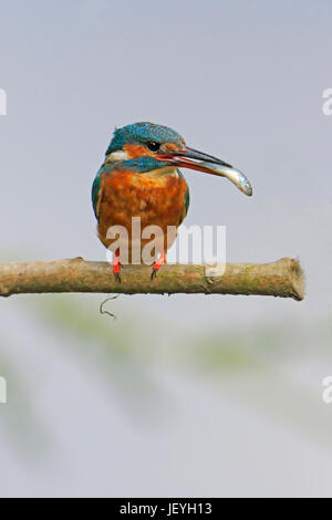 Erwachsenen Eisvogel mit Fisch Stockfoto