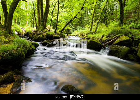 Lange Belichtungszeiten aufgenommen an verschiedenen Punkten entlang den bewaldeten Weg Golitha Wasserfälle in der Nähe von Liskard Stockfoto