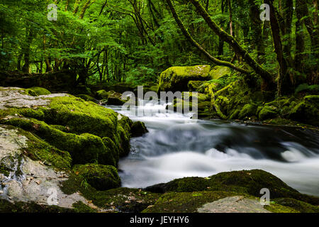 Lange Belichtungszeiten aufgenommen an verschiedenen Punkten entlang den bewaldeten Weg Golitha Wasserfälle in der Nähe von Liskard Stockfoto