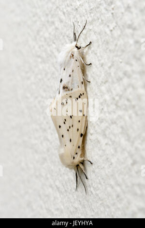 Paar weiße Hermelin Motten (Spilosoma Lubricipeda) Paarung in schattige Lage an einer Wand ziemlich häufig in ganz Großbritannien. Westwales. VEREINIGTES KÖNIGREICH. Stockfoto