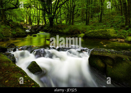 Lange Belichtungszeiten aufgenommen an verschiedenen Punkten entlang den bewaldeten Weg Golitha Wasserfälle in der Nähe von Liskard Stockfoto