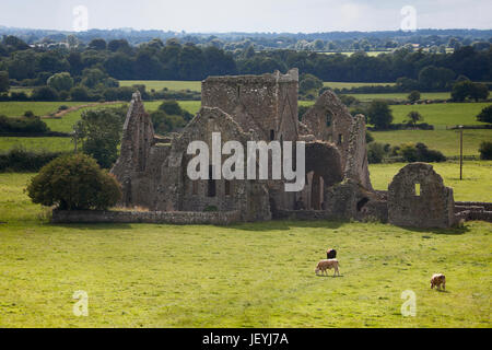 Cashel, County Tipperary, Irland.  Ruinen der Zisterzienserabtei Hore aka Hoare Abbey oder St. Marien Stockfoto