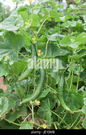 Teil der Gurken-Pflanze mit Pflanzen und Blüten Stockfoto