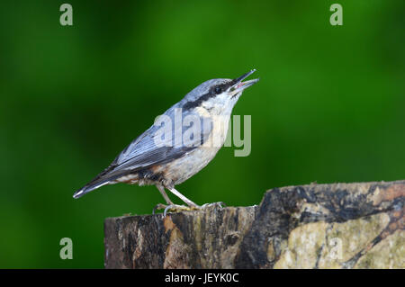 Erwachsenen Kleiber. Dorset, UK-Juni Stockfoto