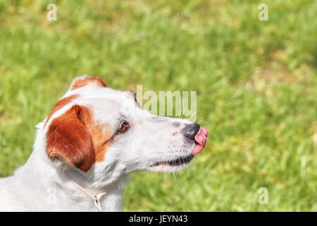 Porträt eines jungen Jack Russell Terrier seine Nase mit der Zunge lecken. Stockfoto