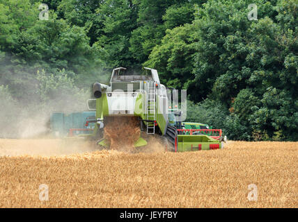 Schneiden von Weizen in einem Feld im ländlichen England Mähdrescher Stockfoto