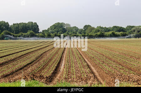 Feldfrüchte bewässert, mit einer Bewässerung-Maschine Stockfoto