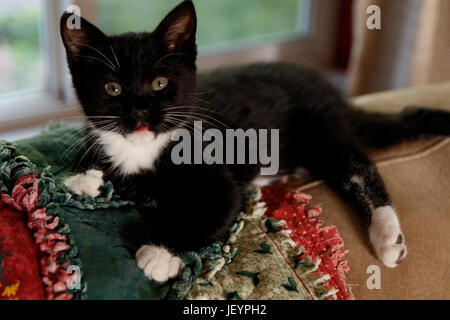 Smoking Kitten auf einen Quilt Stockfoto