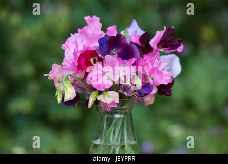 Platterbse man. Schnittblumen Sie Sweet Pea in ein Glas. UK Stockfoto