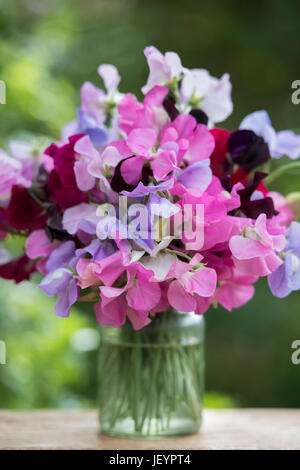 Platterbse man. Schnittblumen Sie Sweet Pea in ein Glas. UK Stockfoto