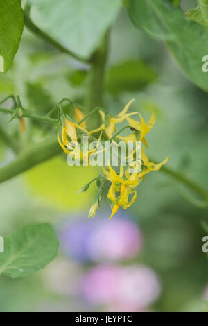 Solanum Pimpinellifolium. Rote Johannisbeere Tomate Blumen Stockfoto