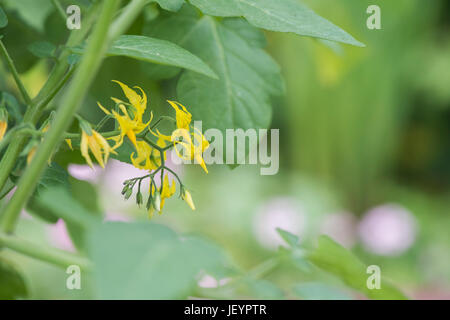 Solanum Pimpinellifolium. Rote Johannisbeere Tomate Blumen Stockfoto