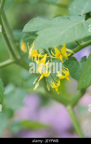 Solanum Pimpinellifolium. Rote Johannisbeere Tomate Blumen Stockfoto