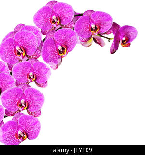 Rosa Orchideen Blüten Stockfoto