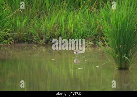 Waldwasserläufer (Tringa Ochropus) in Japan Stockfoto