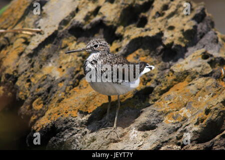 Waldwasserläufer (Tringa Ochropus) in Japan Stockfoto