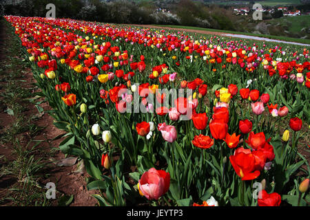 Tulpenfeld Stockfoto