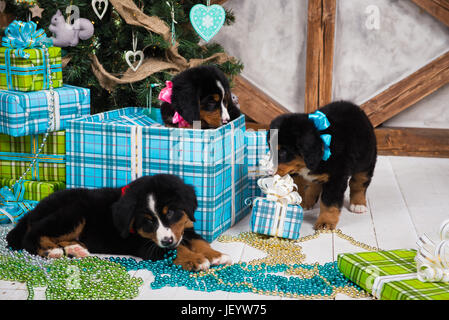 Hunderasse Berner Sennenhund Welpe, Weihnachten und Neujahr. Stockfoto