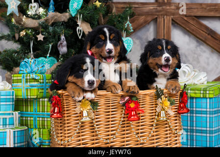 Hunderasse Berner Sennenhund Welpe, Weihnachten und Neujahr. Stockfoto