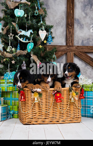 Hunderasse Berner Sennenhund Welpe, Weihnachten und Neujahr. Stockfoto