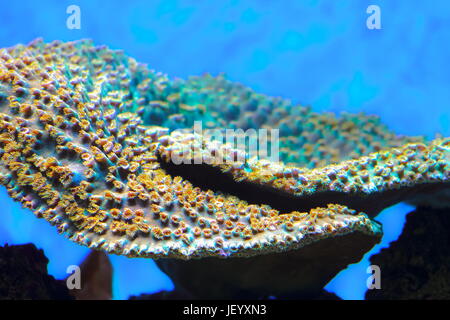 Steinkorallen Coral - Steinkorallen ist eine Gattung von kleinen Polypen Stony Coral in Phylum Cnidaria. Stockfoto