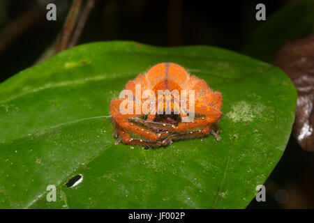 David Bowie-Spider Stockfoto