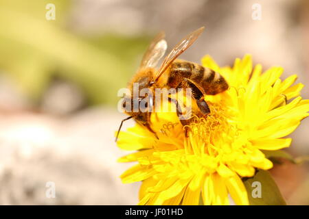 Biene auf einem Löwenzahn Stockfoto