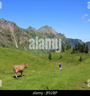 Kuh auf ein Wanderer in den Schweizer Alpen Stockfoto