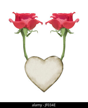 Isolierte rote Rose Stockfoto