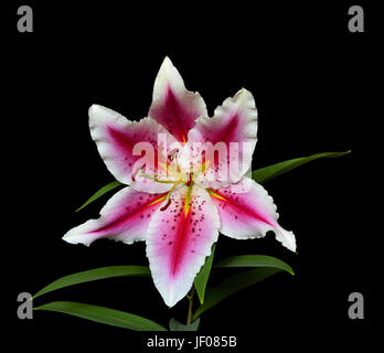 Elegante getupft rosa Lilie isoliert auf Schwarz Stockfoto