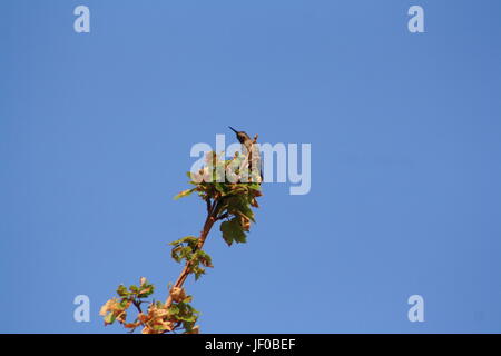 Annas Kolibris Calypte Stockfoto