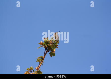 Annas Kolibris Calypte Stockfoto